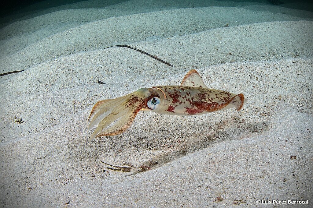 Encornet