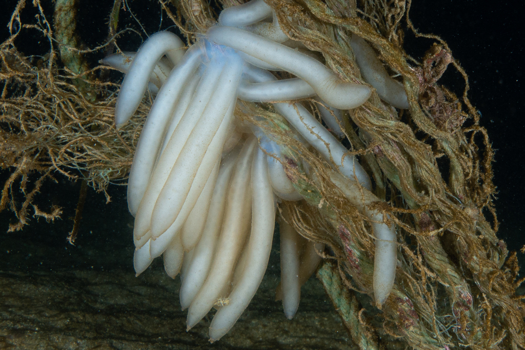 Encornet
