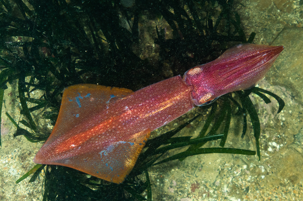 European Squid