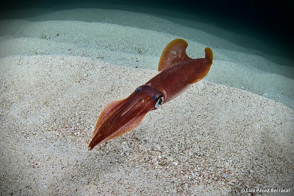 Encornet