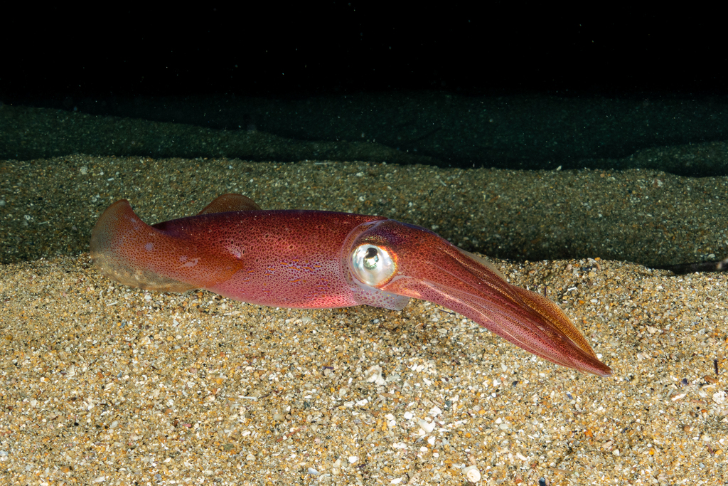 Encornet