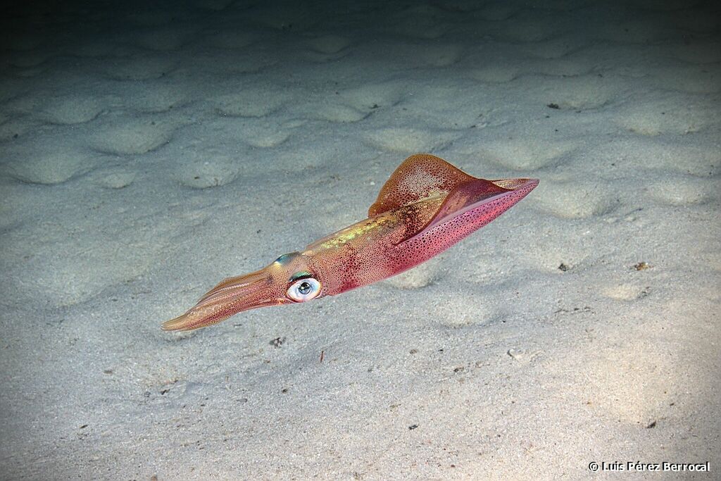 Encornet