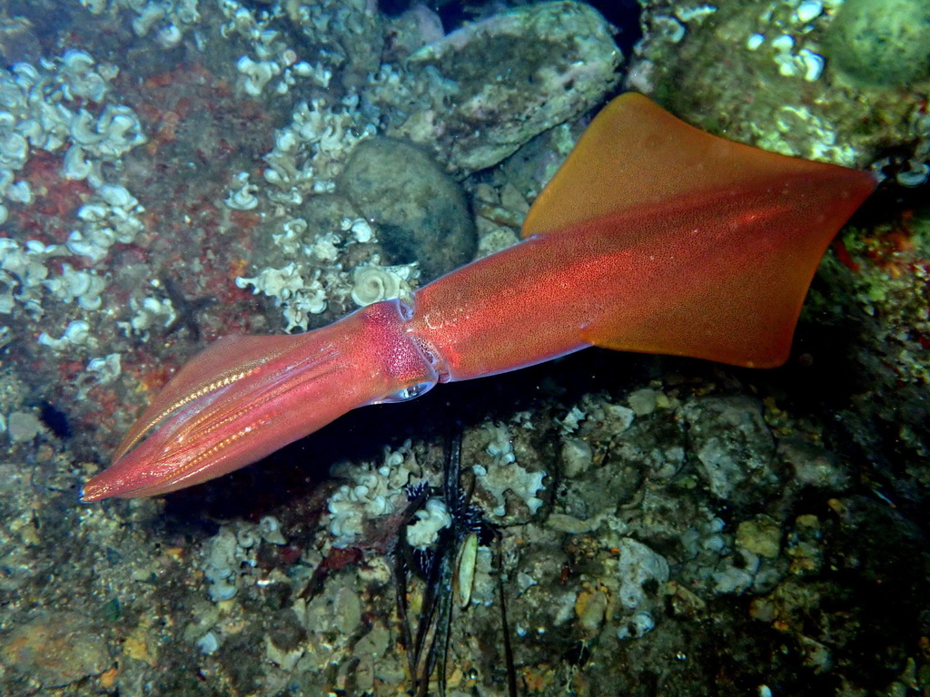 Encornet