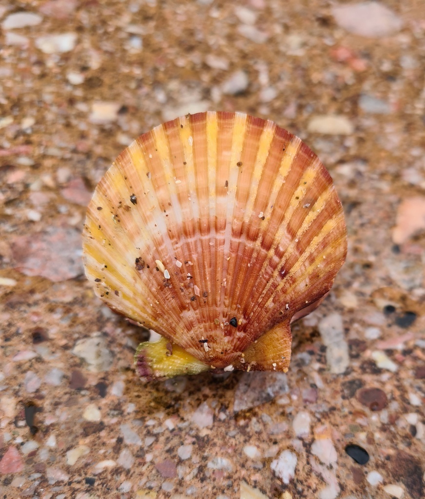 Pétoncle blanc