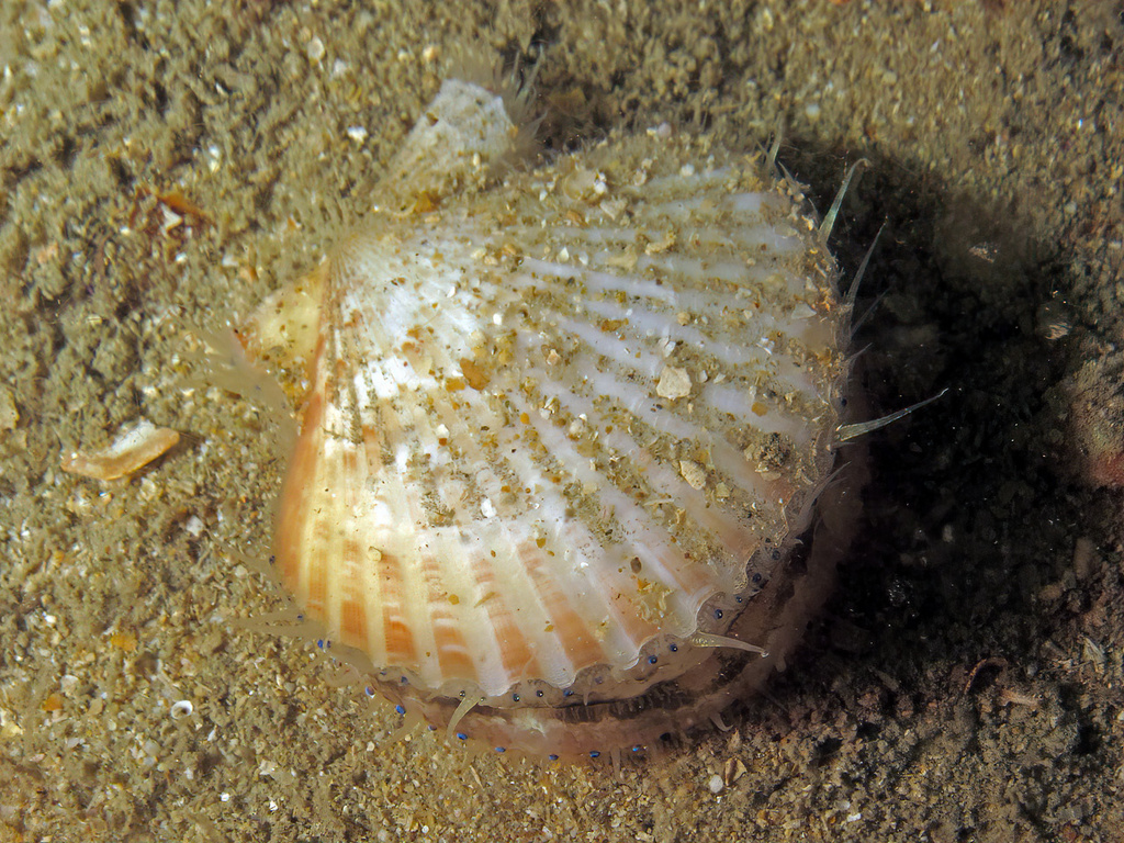 Queen scallop