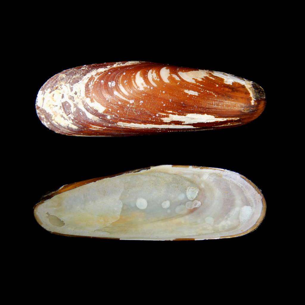 Date Shell
