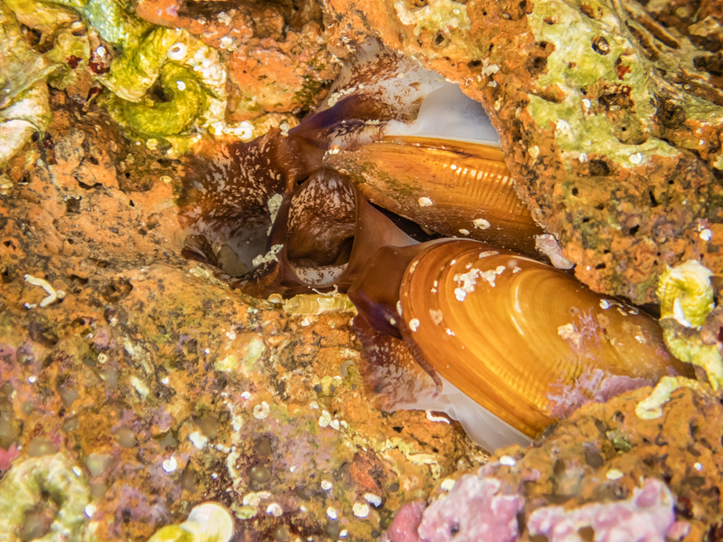 Date Shell