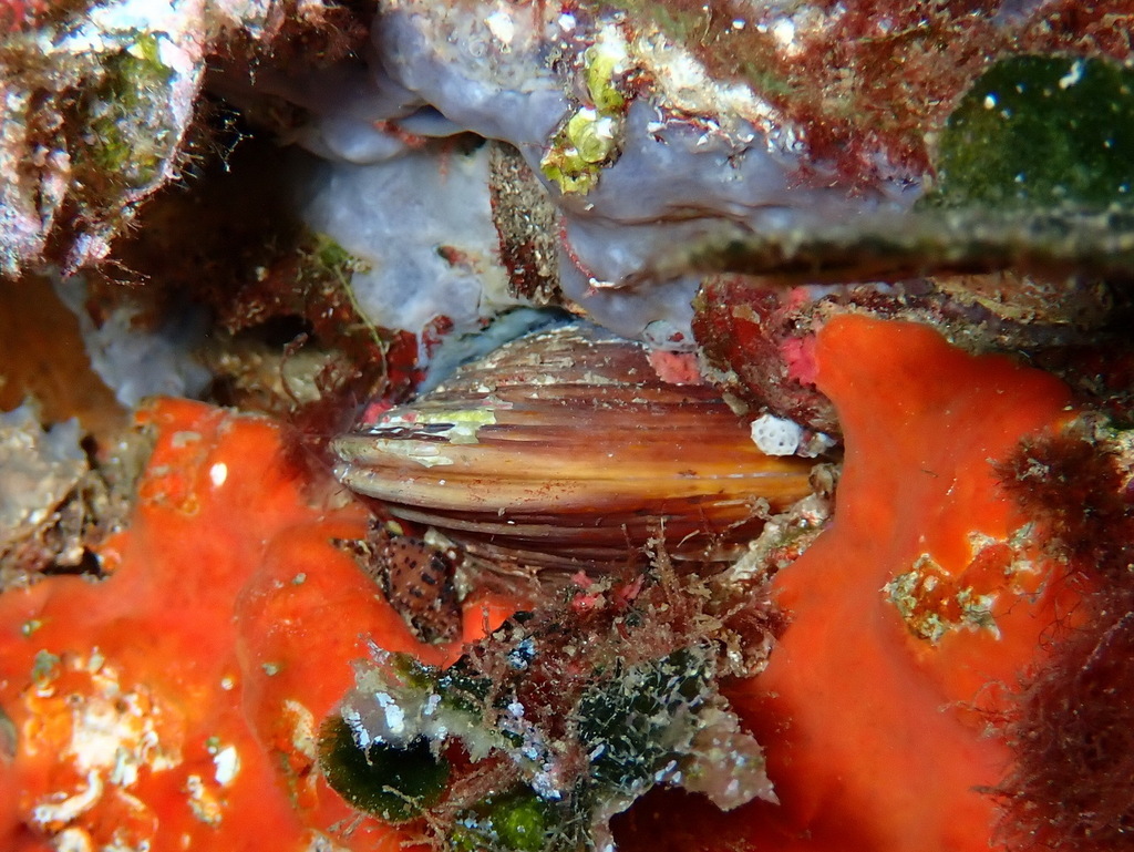 Date Shell