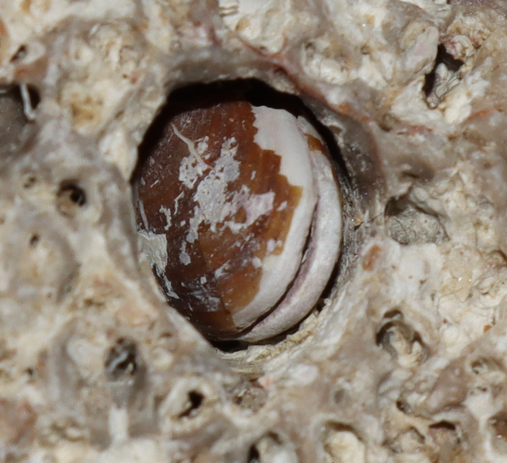 Date Shell