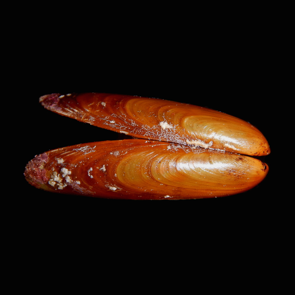 Date Shell