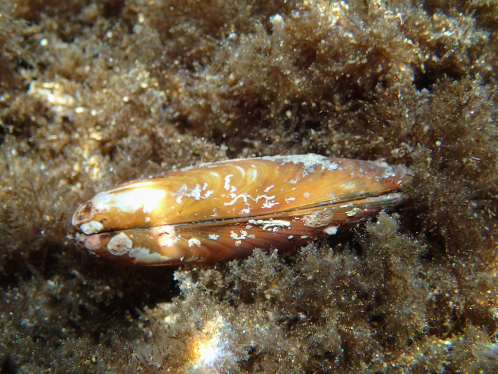 Date Shell