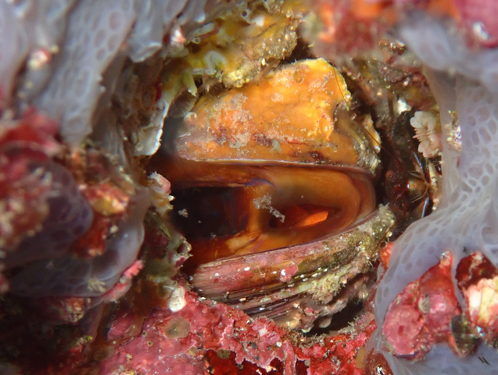 Date Shell