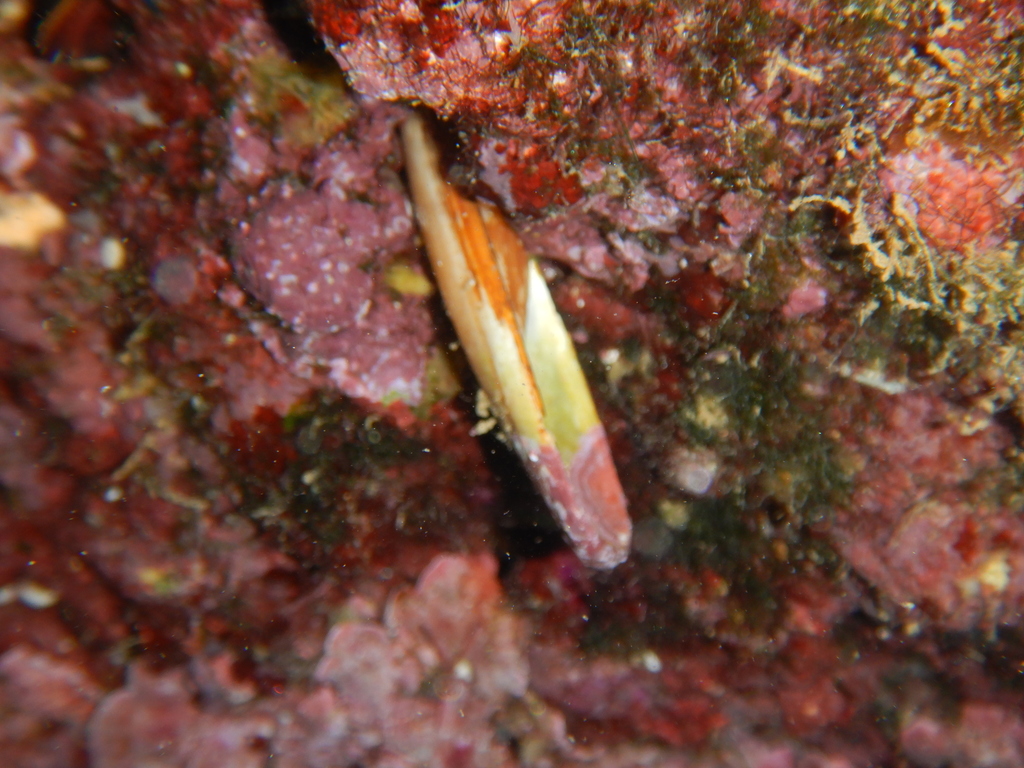 Date Shell
