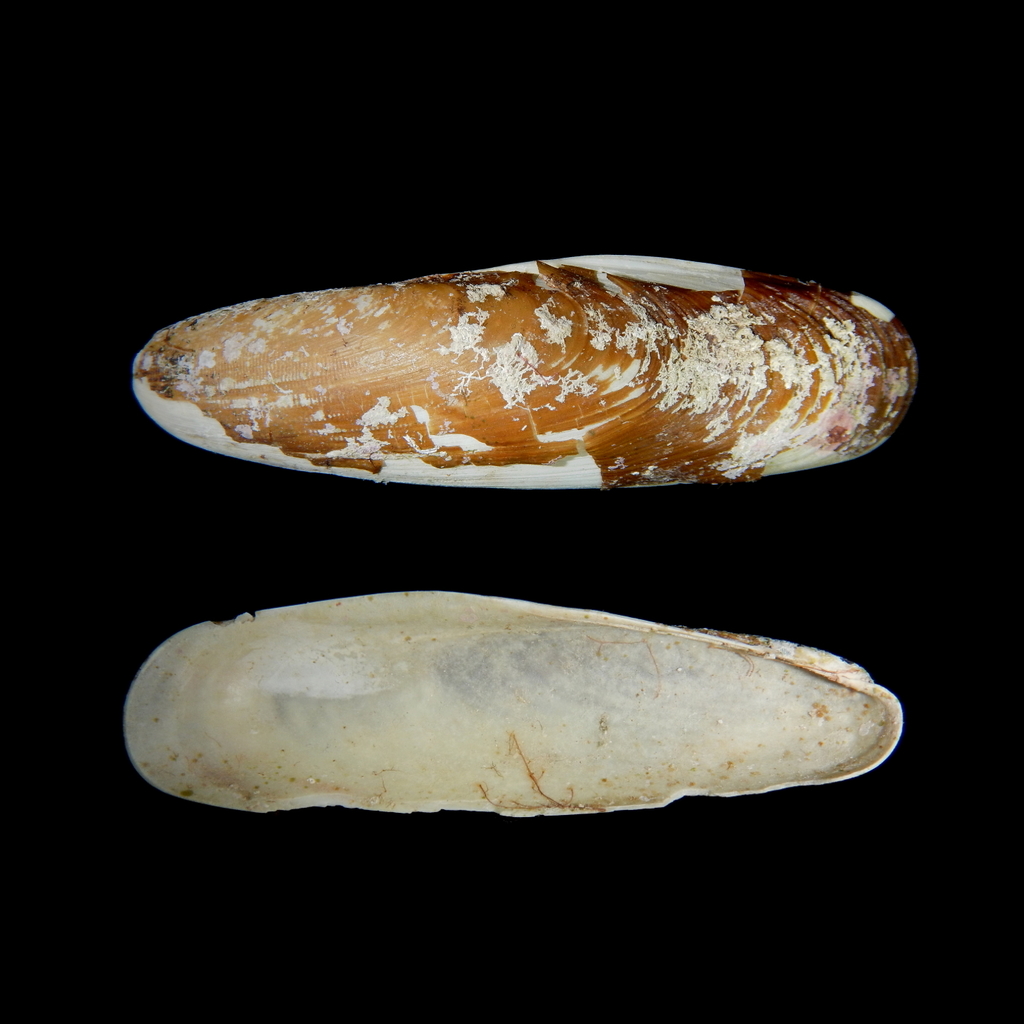 Date Shell