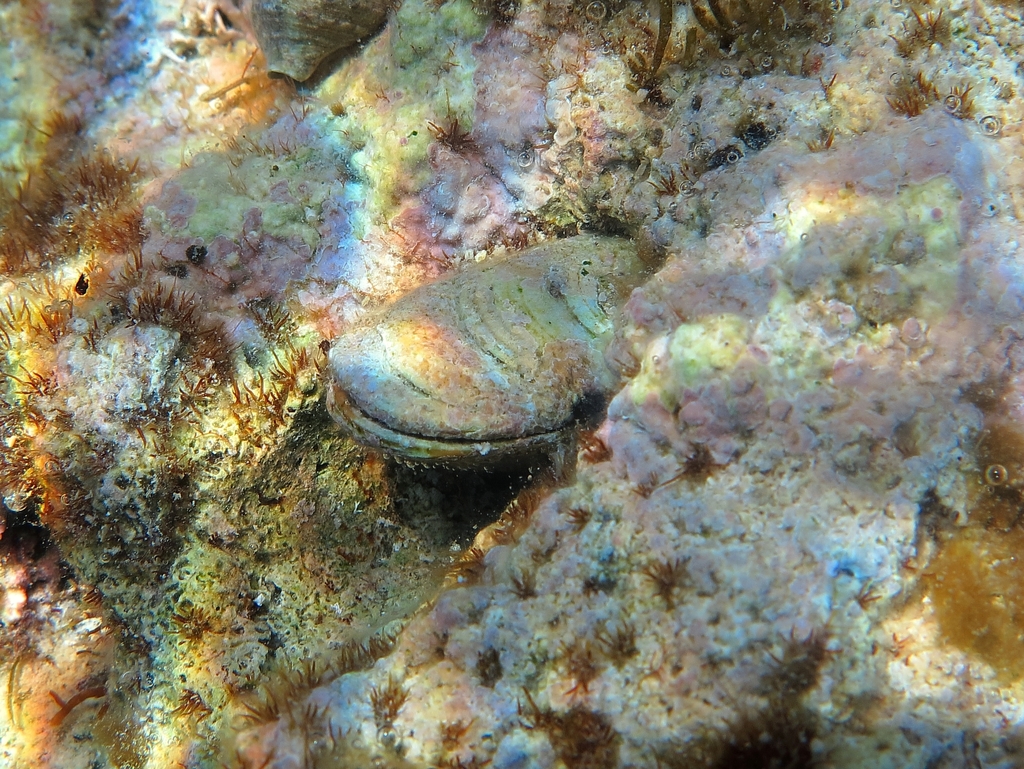 Date Shell