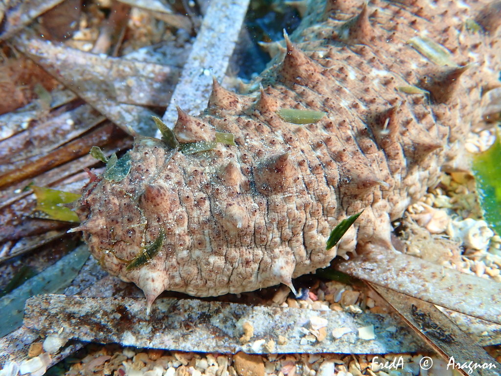 Holothurie tubuleuse