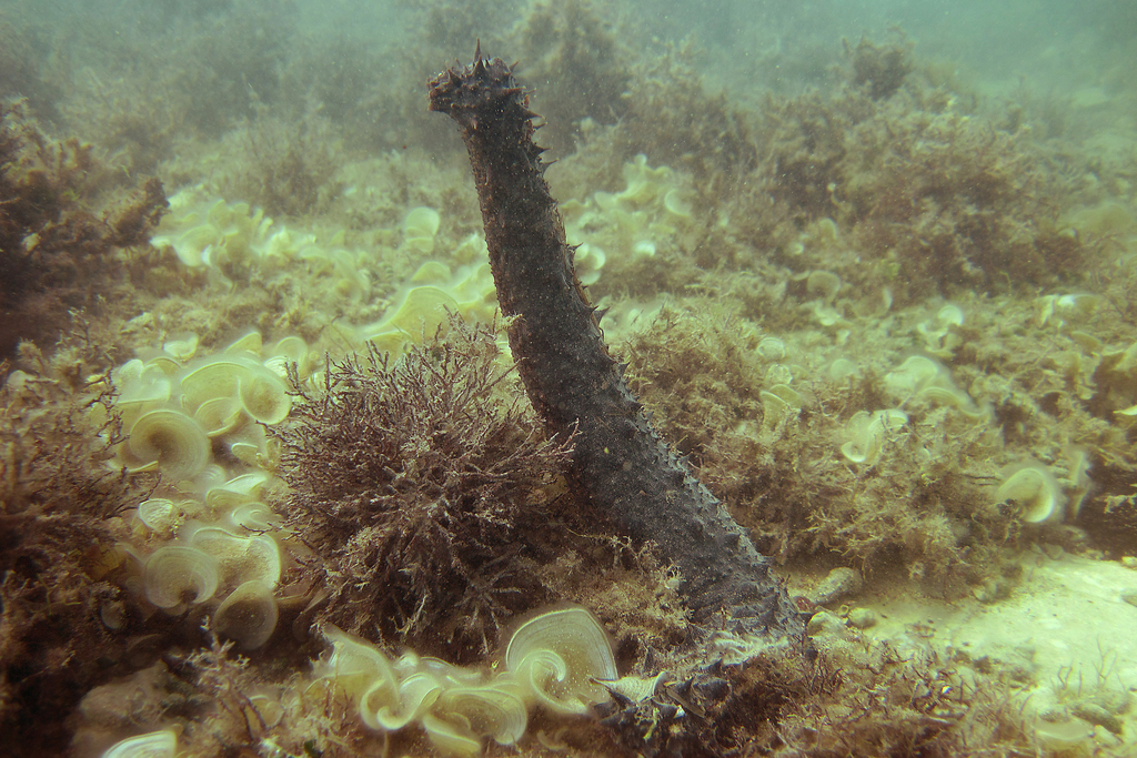 Holothurie tubuleuse