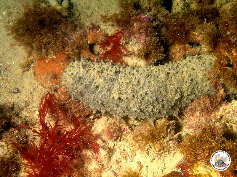 Holothurie tubuleuse