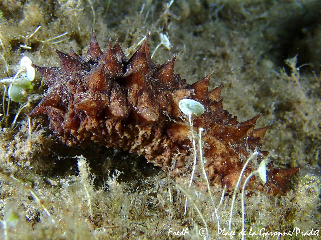 Holothurie tubuleuse