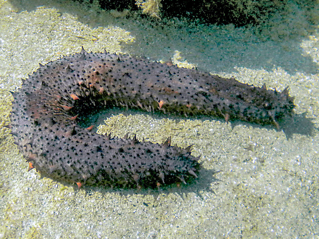 Tubular Sea Cucumber