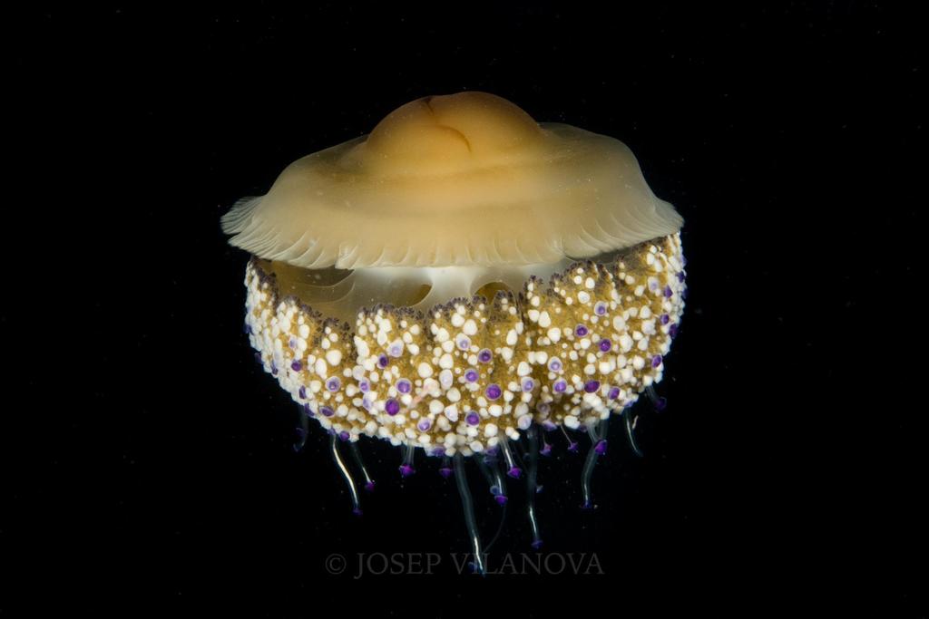 Fried Egg Jelly