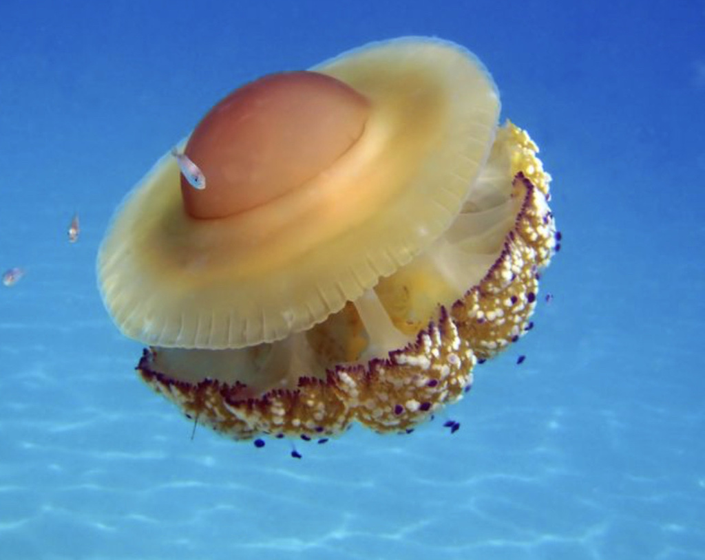 Fried Egg Jelly
