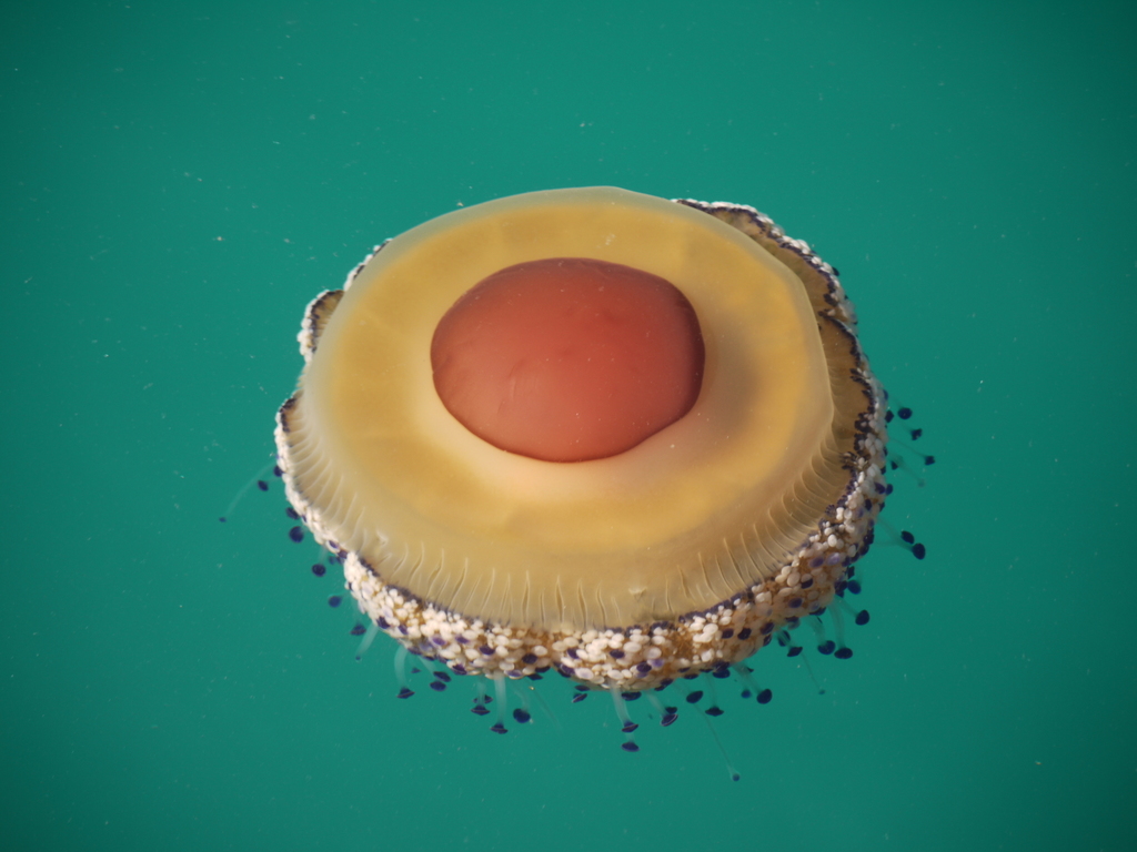 Fried Egg Jelly