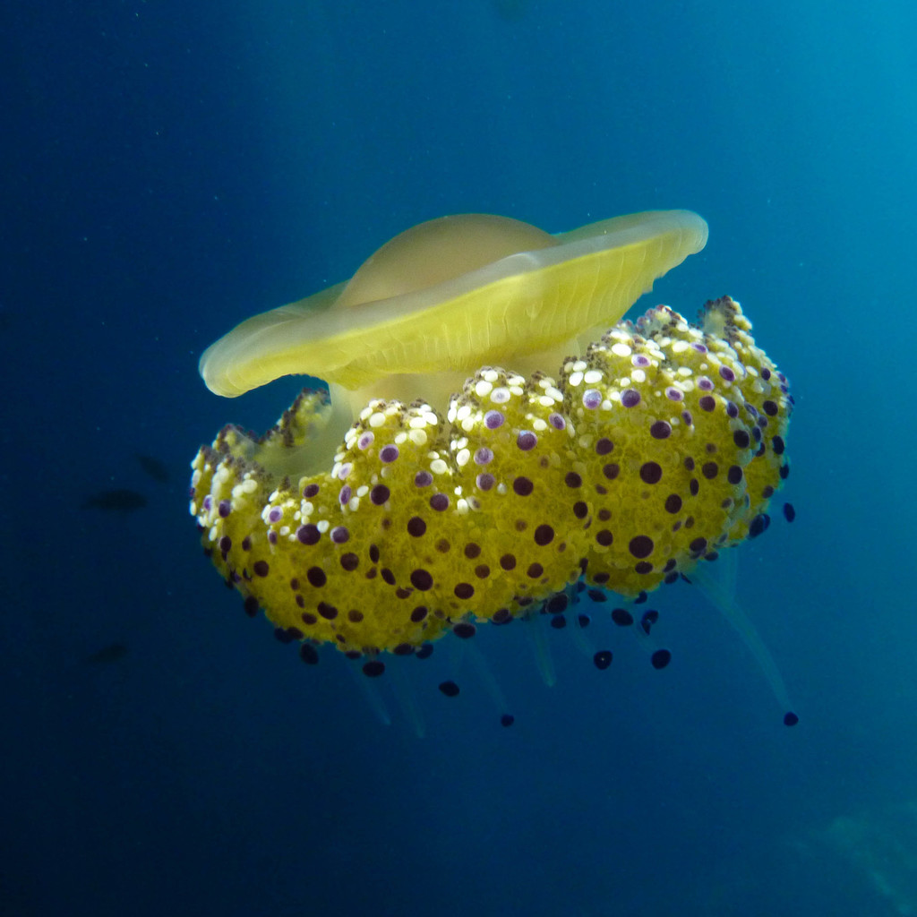 Fried Egg Jelly