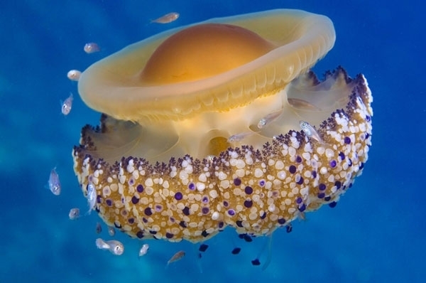Fried Egg Jelly