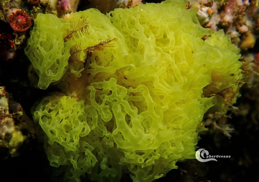 Yellow lace sponge