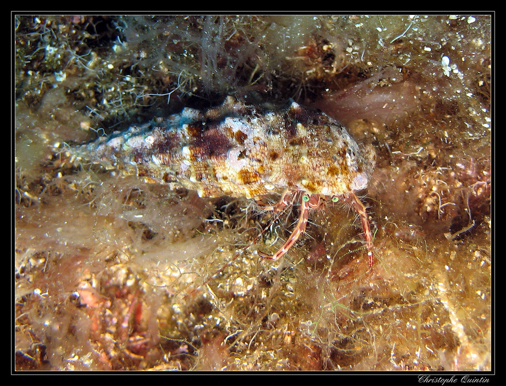 Striped Hermit Crab