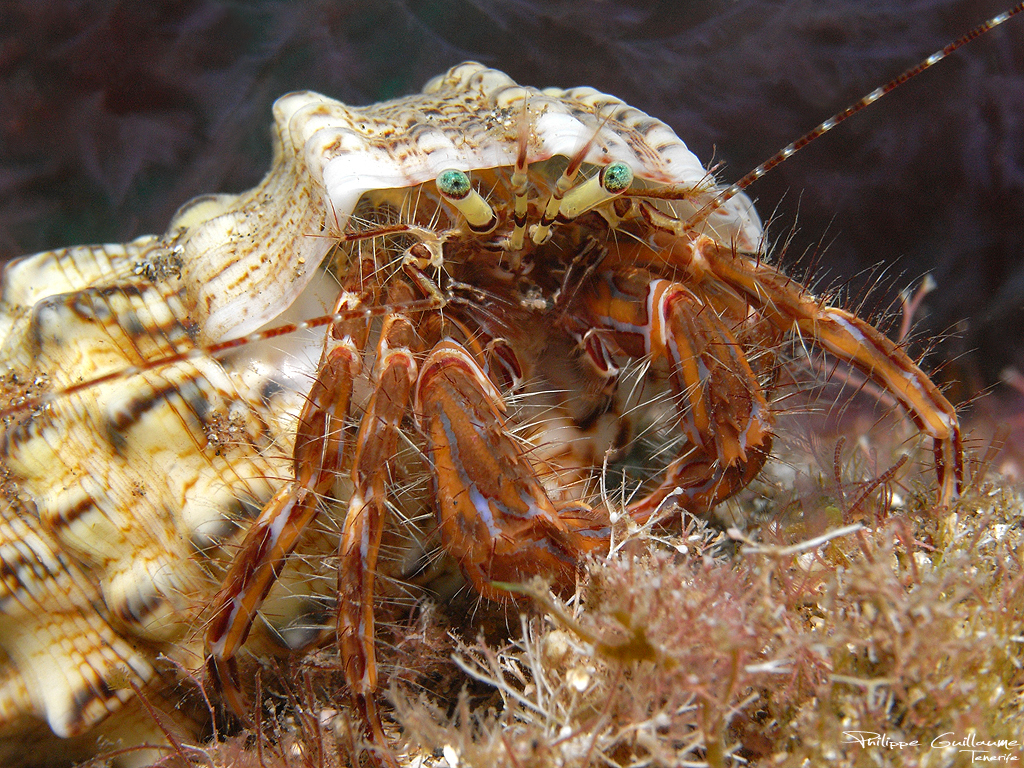 Striped Hermit Crab