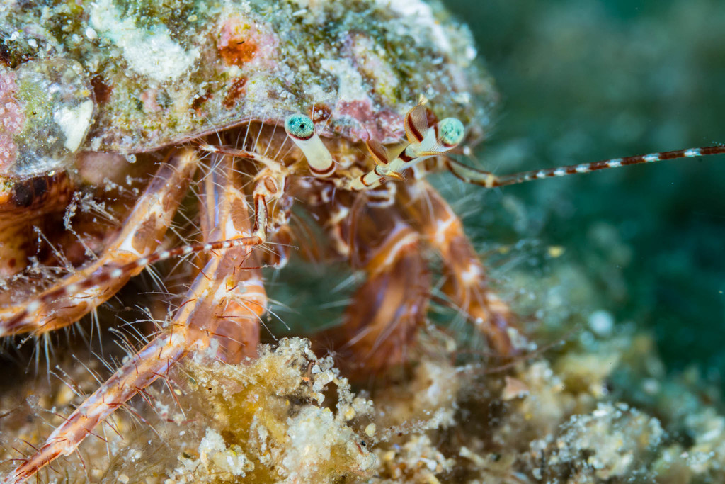 Striped Hermit Crab
