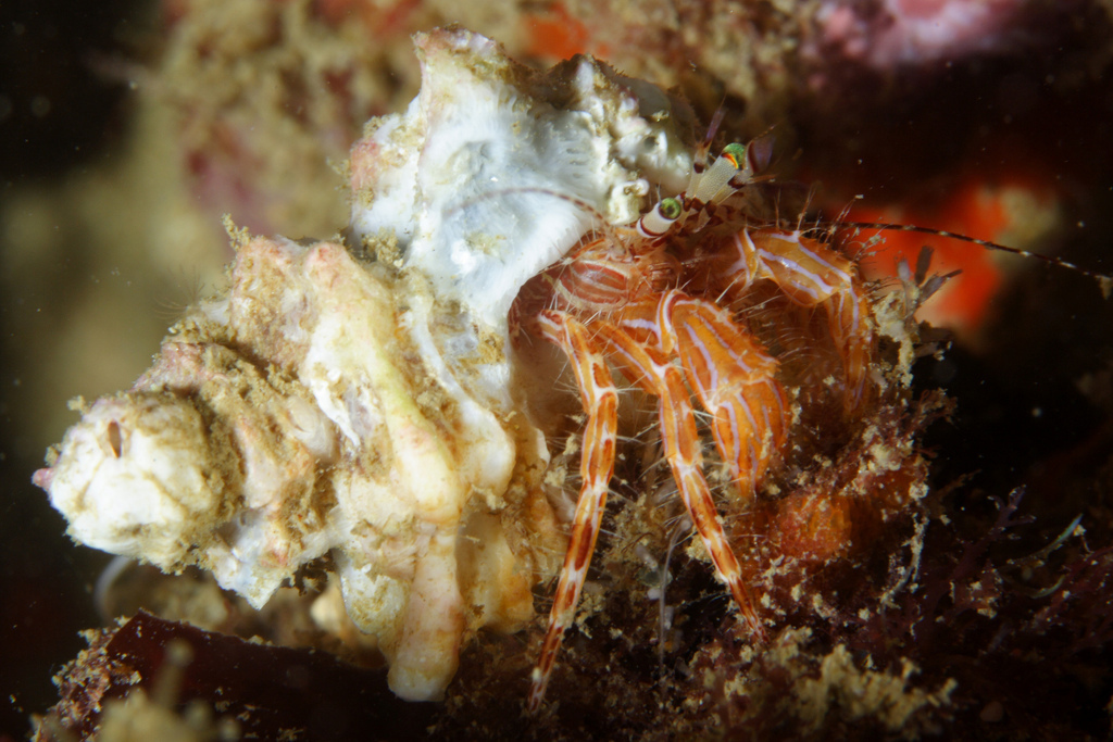 Striped Hermit Crab