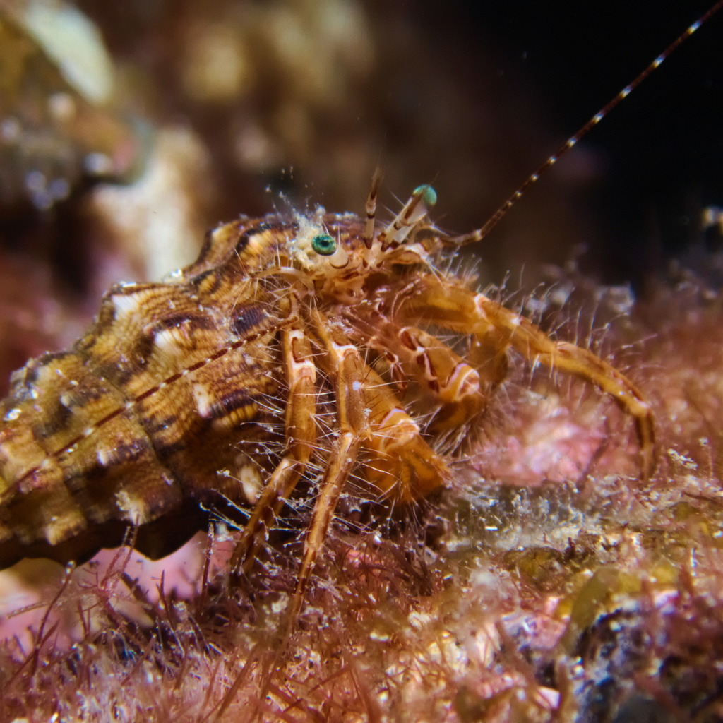 Striped Hermit Crab