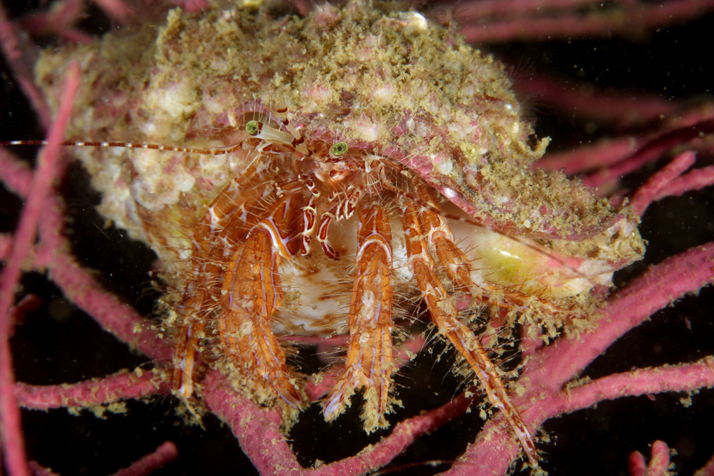 Striped Hermit Crab