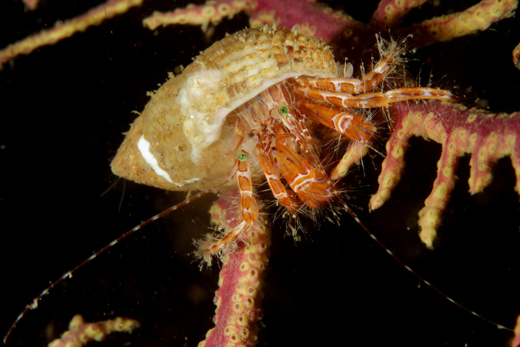 Striped Hermit Crab