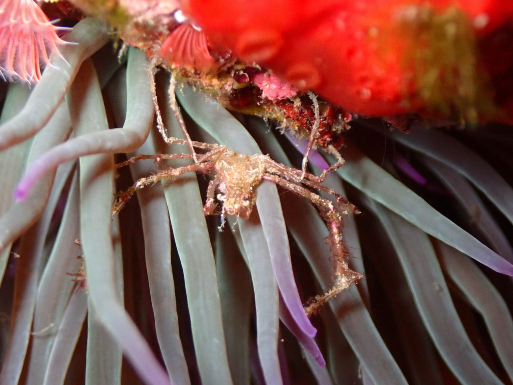 Leach's Spider Crab