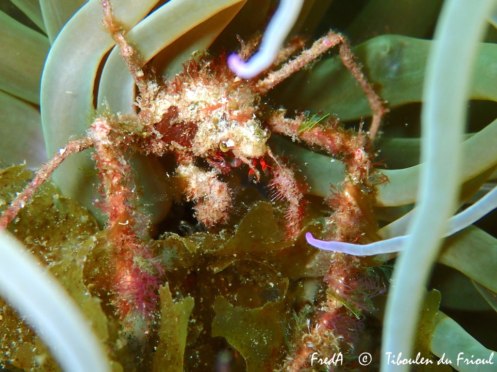 Leach's spider crab