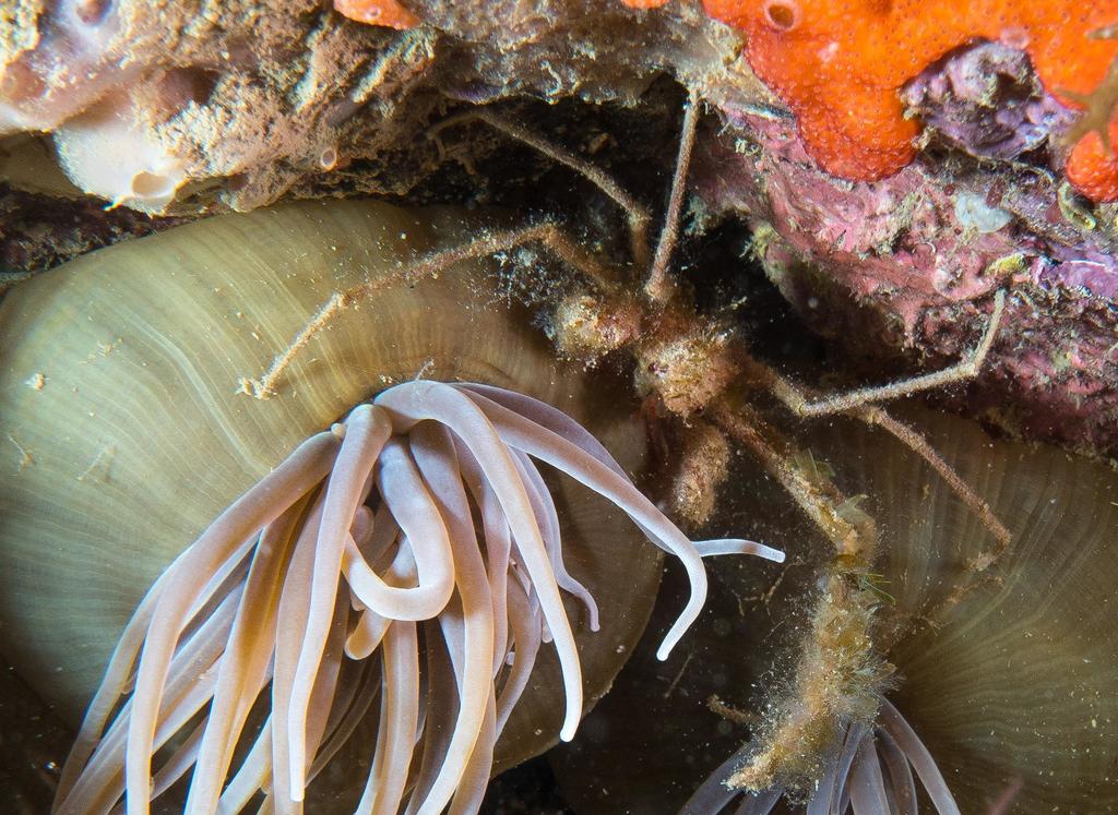 Leach's Spider Crab