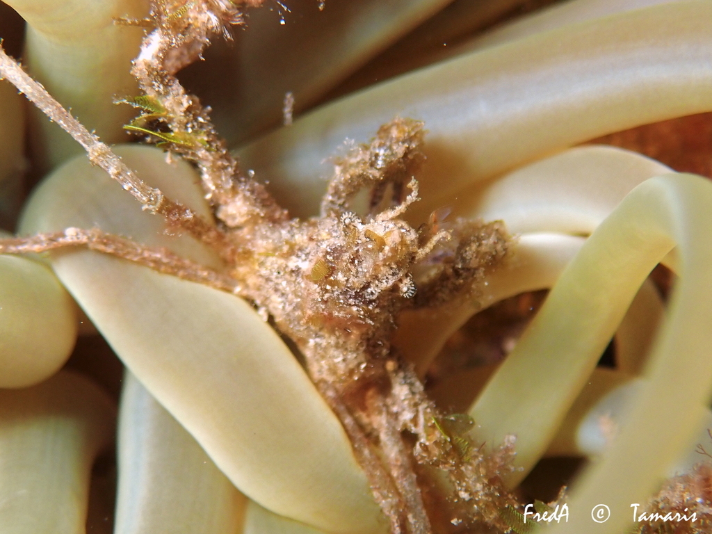 Leach's Spider Crab