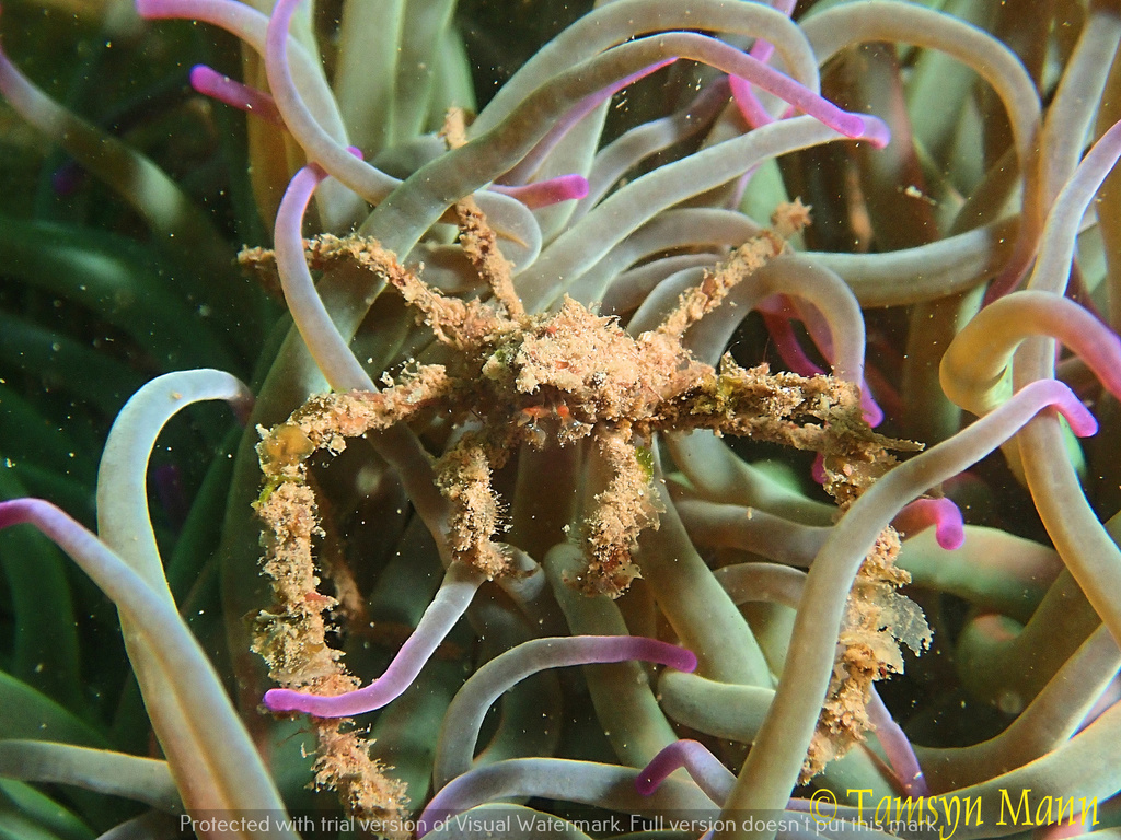 Leach's Spider Crab