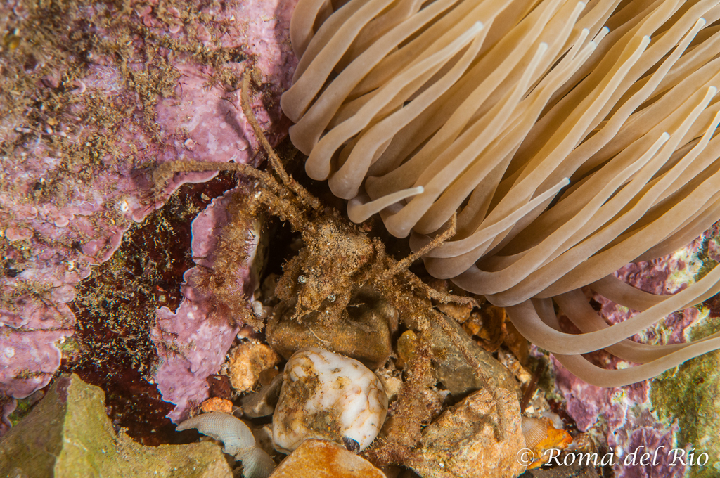 Leach's Spider Crab