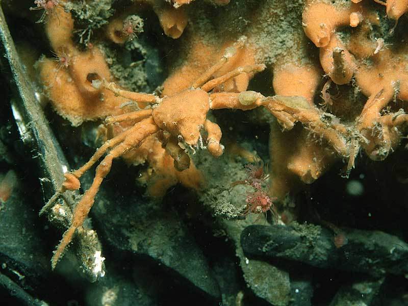 Leach's Spider Crab