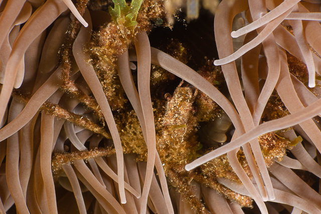 Leach's Spider Crab