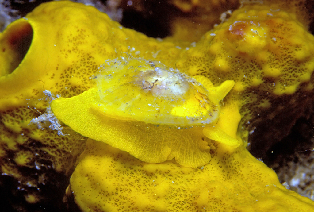 Gold Sponge