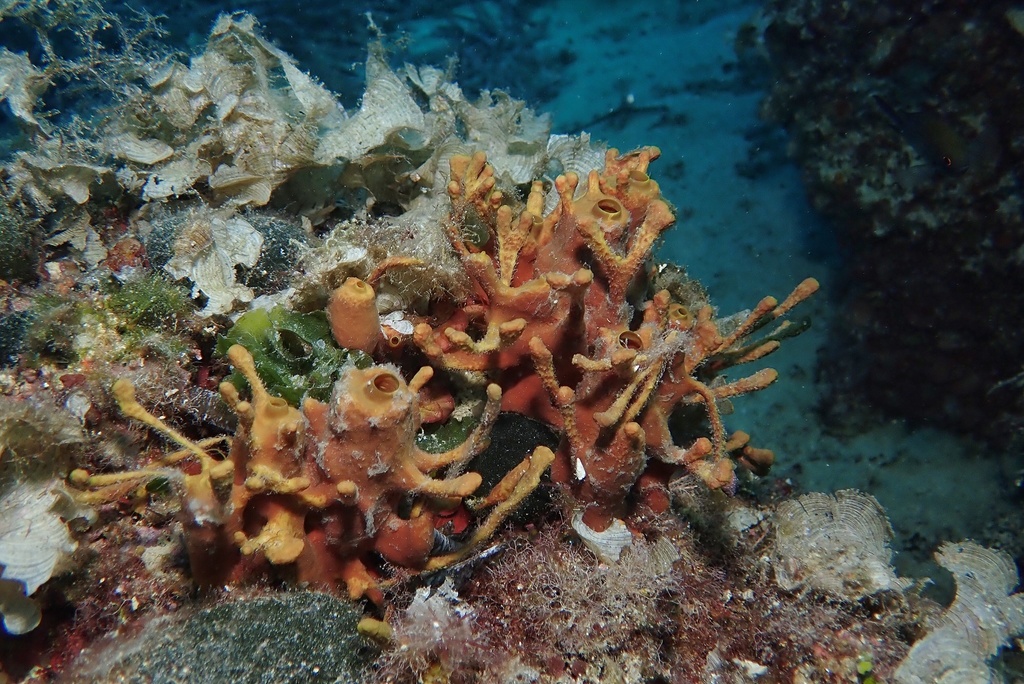 Gold Sponge