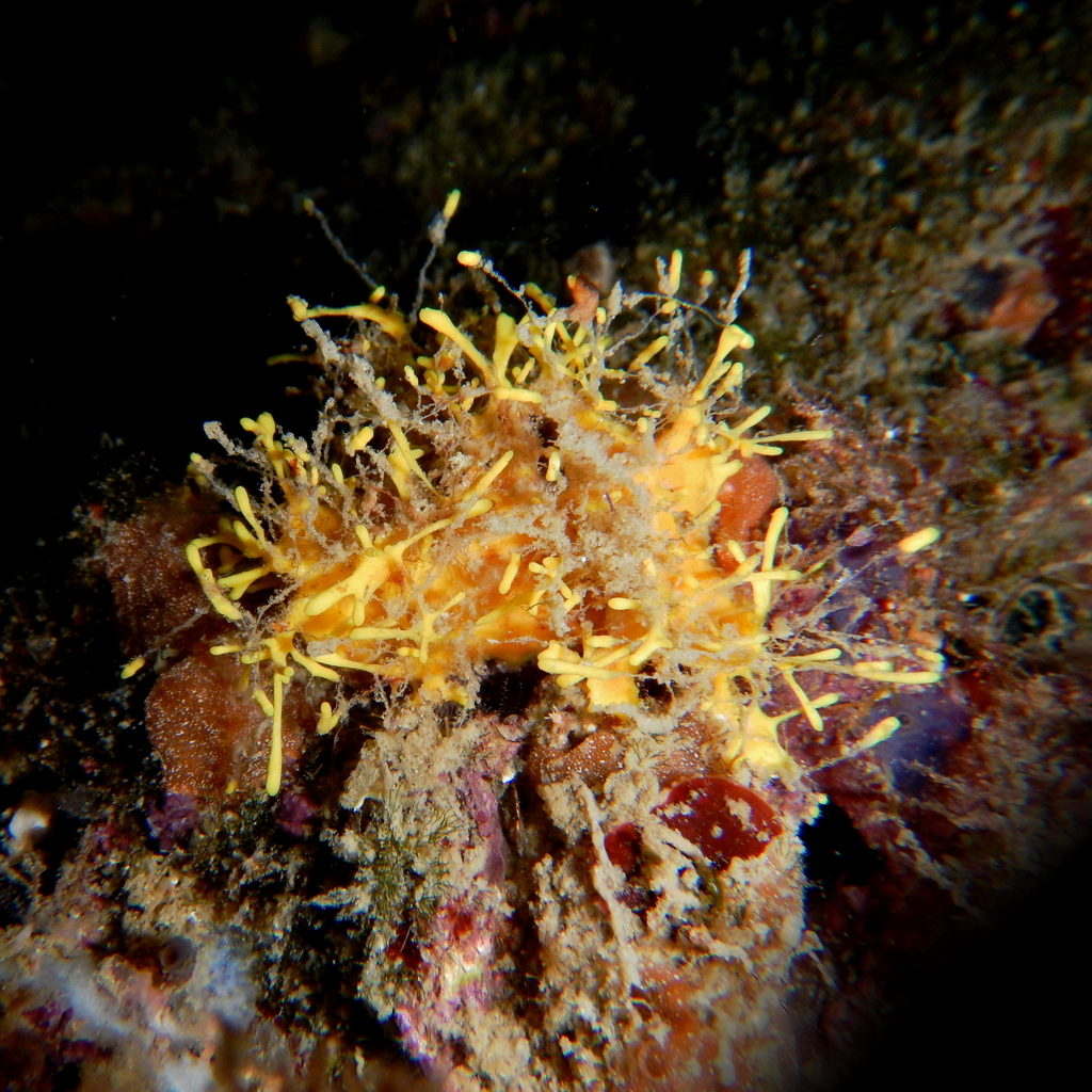 Gold Sponge