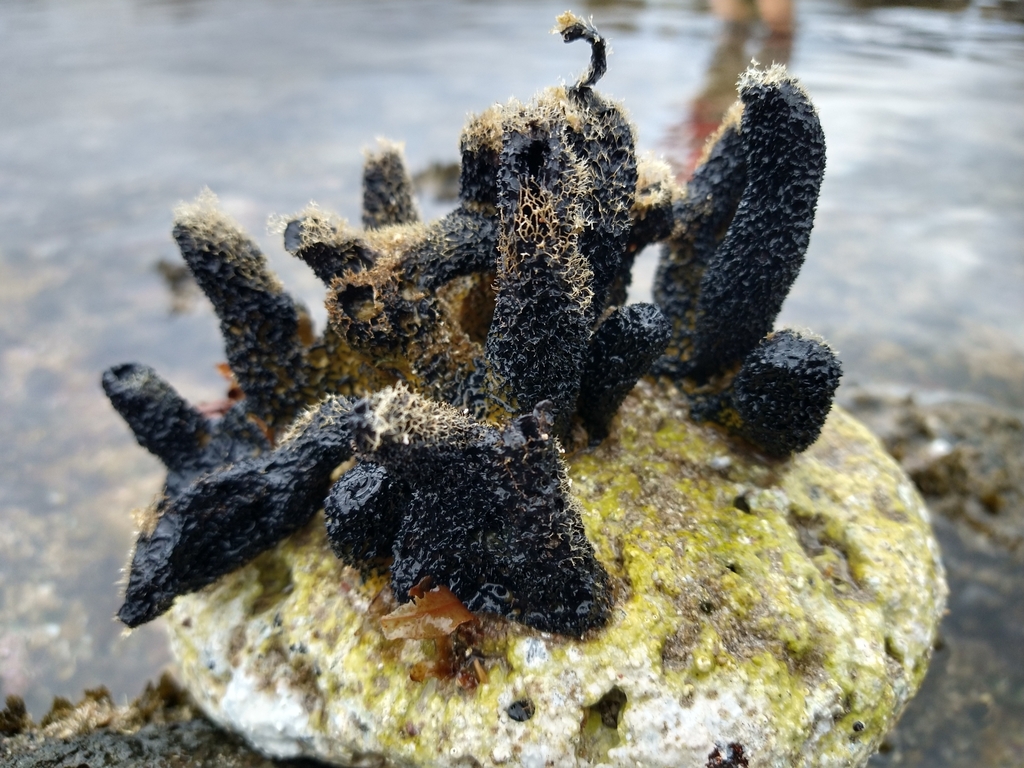 Gold Sponge