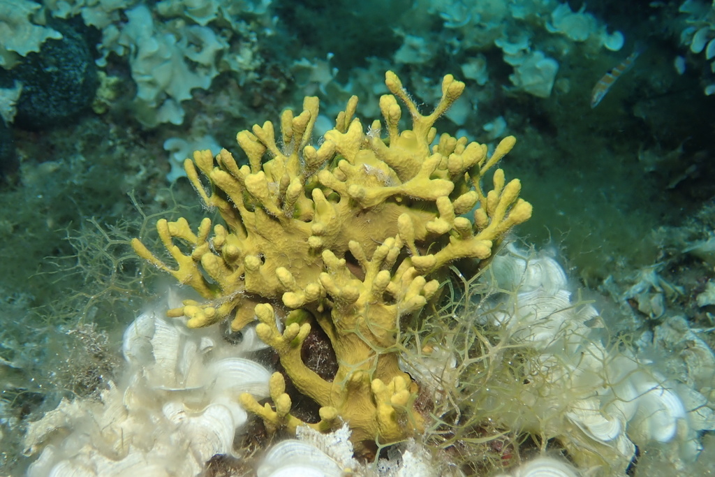 Gold Sponge